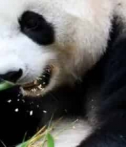  大熊猫进食竹子特写(1)1196#横屏 	 