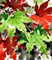  带水珠的红绿枫叶特写846#横屏 	 