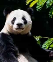  大熊猫坐于树枝特写素材2071#横屏 	 