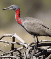 红颈鸟类站枯枝特写4941#横屏 