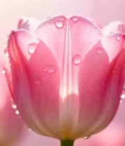  带水珠的粉色郁金香特写2304#横屏 	 