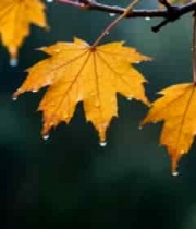  带水珠的黄色枫叶特写1283#横屏 	 