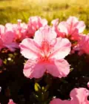  带水珠的粉色花朵特写(1)2601#横屏 	 