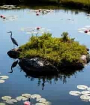  池塘中鹭鸟与荷花景观1035#横屏 	 