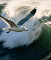 海洋中飞翔海鸥与海浪画面2525#横屏 