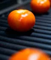  传送带上的西红柿特写2446#横屏 	 