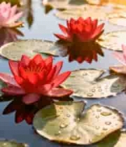  池塘中的睡莲与荷叶2529#横屏 	 