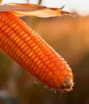  成熟玉米特写素材367#横屏 	 - 