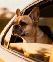  车内小狗探头望向窗外347#横屏 	 