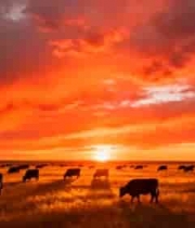  草原夕阳下牛群放牧景象378#横屏 	 -