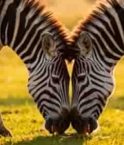  草原上亲昵的斑马730#横屏 	 