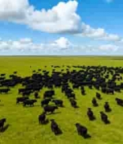  草原上的牛群全景1524#横屏 	 