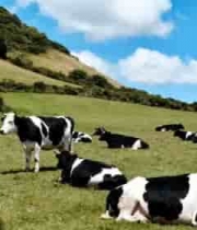  草原上休憩的黑白花奶牛群77#横屏 	 