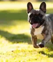  草地上奔跑的法国斗牛犬558#横屏 	 