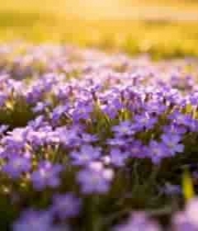  草地紫色小花特写素材313#横屏 	 