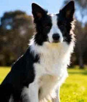  草地中黑白边牧犬坐立2980#横屏 	 -