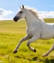  草原上奔跑的白马2834#横屏 	 
