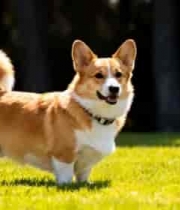  草地上站立的柯基犬1806#横屏 	 