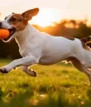  草地奔跑叼球的小狗素材883#横屏 	 