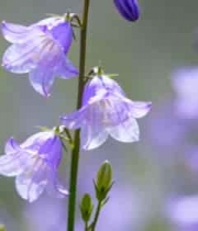  紫色风铃花特写3270#横屏 	 - 