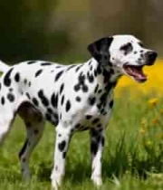  草地上的斑点狗48#横屏 	 