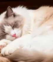  布偶猫在毛毯上睡觉(1)2827#横屏 	 