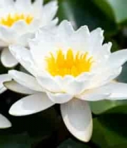  白色荷花特写2028#横屏 	 