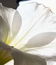  白色花朵微距特写1070#横屏 	 -