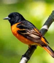  枝头橙黑小鸟特写3161#横屏 	 