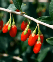 枸杞树枝特写素材755#横