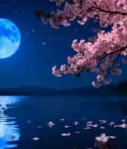  月下樱花湖景3076#横屏 	 