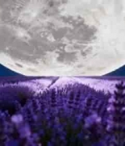  月下薰衣草花海3075#横屏 	 
