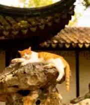  园林石上慵懒橘猫3064#横屏 	 