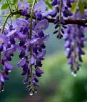  雨后紫藤花特写3019#横屏 	 - 