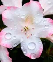  雨后带露杜鹃花特写3003#横屏 	 