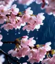  雨中樱花绽放特写3055#横屏 	 - 