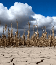 干旱玉米地与蓝天白云景象2818#横