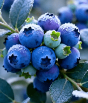 覆霜蓝莓果实特写4806#横屏 