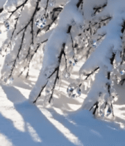 覆雪树枝挂冰柱特写302#横屏 