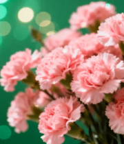 粉色康乃馨花卉特写3984#横