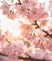 粉色樱花近景4109#横