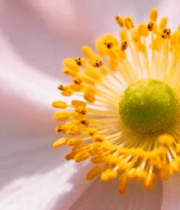 粉色花朵花蕊特写4630#横屏 