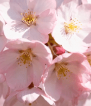 粉色杜鹃花特写2499#横