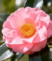 粉色山茶花特写1854#横