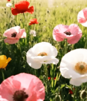 多彩花朵盛开田园景象3093#横