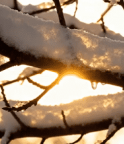 冬日树枝积雪阳光景象5443#横