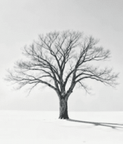 冬日雪地中的孤树190#横