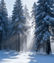 冬日积雪森林阳光穿透景象490#横