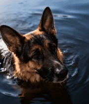 德国牧羊犬水中游泳画面1406#横屏 