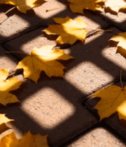 地面上的秋日枫叶落叶3139#横